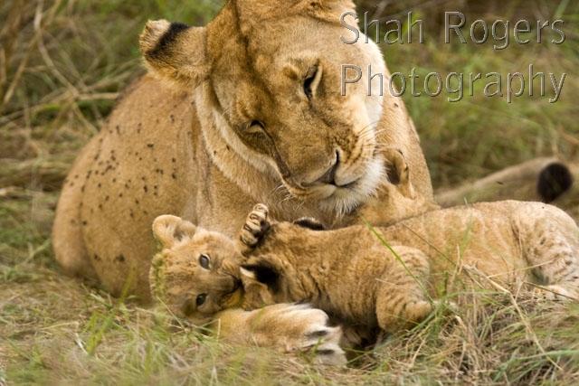 Lioness with playful two month old cubs (Panthera leo). Leopard Gorge ...