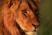 AFRICA;BIG;BIG_CATS;CARNIVORES;EYES;FACES;HEADS;HORIZONTAL;LIONS;MAMMALS;OUTSTAN