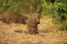 MONGOOSE