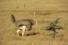 OSTRICH