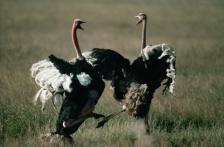 OSTRICH