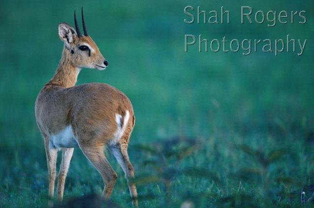 AFRICA;ARTIODACTYLA;BOVIDS;GRASSLAND;HORIZONTAL;HORNS;MAMMALS;PORTRAITS;RESERVE;SAVANNA;VERTEBRATES
