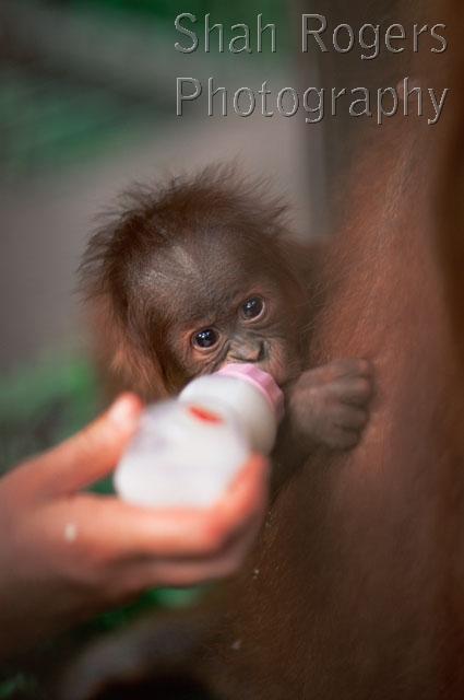 BABIES;CONSERVATION;CUTE;ENDANGERED;FEEDING;GREAT-APES;MAMMALS;ORANGUTAN;PEOPLE;PRIMATES;REHABILITATION;STORY;South East Asia;Sumatran