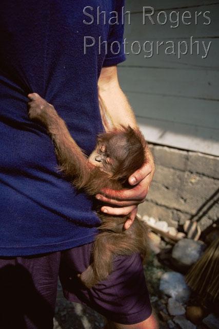 ASIA;BABIES;ENDANGERED;GREAT-APES;INDONESIA;MAMMALS;MOTHER;NP;ORANGUTAN;PEOPLE;PRIMATES;RESERVE;STORY;South East Asia;Sumatran;VERTICAL