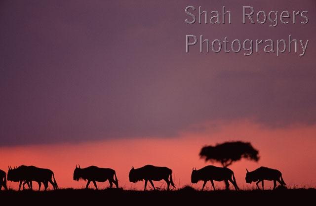 AFRICA;ANTELOPES;ARTIODACTYLA;BOVIDS;DUSK;HORIZONTAL;MAMMALS;PINK;SILHOUETTES;SUNSET;VERTEBRATES;WILDEBEESTS