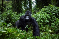 MOUNTAIN GORILLAS - DEMOCRATIC REPUBLIC OF CONGO 