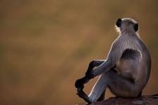 SOUTHERN PLAINS GREY or HANUMAN LANGUR
