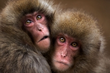 JAPANESE MACAQUES or SNOW MONKEYS