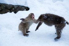 THE PREMIER EXCLUSIVE COLLECTION