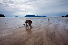 LONG TAILED OR CRAB EATING MACAQUES