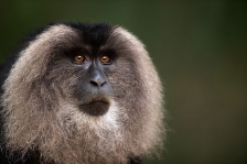 LION-TAILED MACAQUE