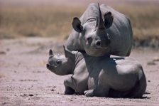 RHINOCEROS