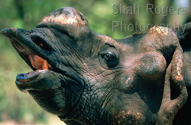 ENDANGERED;FACES;HORIZONTAL;MAMMALS;MOUTHS;PERISSODACTYLA;PROFILE;RHINOCEROSES;TEETH;VERTEBRATES