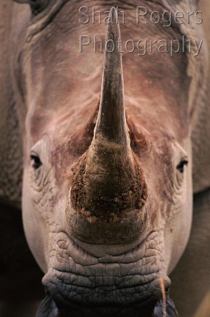 AFRICA;ENDANGERED;FACES;HEADS;HORNS;MAMMALS;NP;PORTRAITS;SKIN;VERTEBRATES;VERTICAL