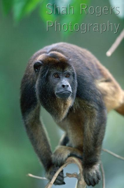 FACES;HEADS;HOWLER-MONKEYS;MAMMALS;MONKEYS;PORTRAITS;PRIMATES;VERTEBRATES;VERTICAL