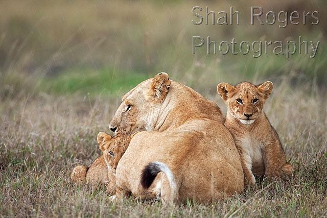 Lioness sitting with cubs aged 9_12 months (Panthera leo). Maasai Mara ...