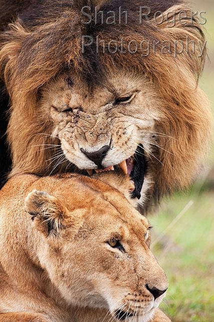 Lions mating _ portrait (Panthera leo). Maasai Mara National Reserve ...
