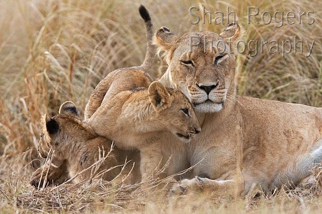 Lioness with her playful 4 month old cubs (Panthera leo). Maasai Mara ...