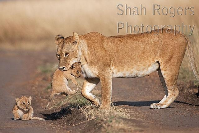 Lioness picking_up one of her 2_3 month old cubs (Panthera leo). Maasai ...