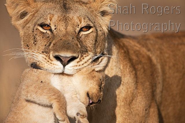 Lioness carrying her cub aged 2_3 months (Panthera leo). Maasai Mara ...
