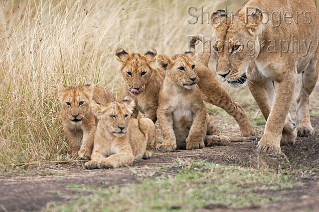 Lioness walking with 7 month old cubs (Panthera leo). Maasai Mara ...