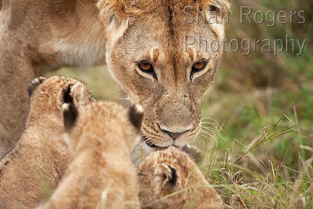 Lioness with cubs aged 2_3 months (Panthera leo). Maasai Mara National ...