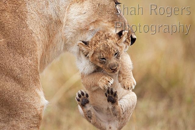 Lioness carrying her cub aged 2_3 months (Panthera leo). Maasai Mara ...