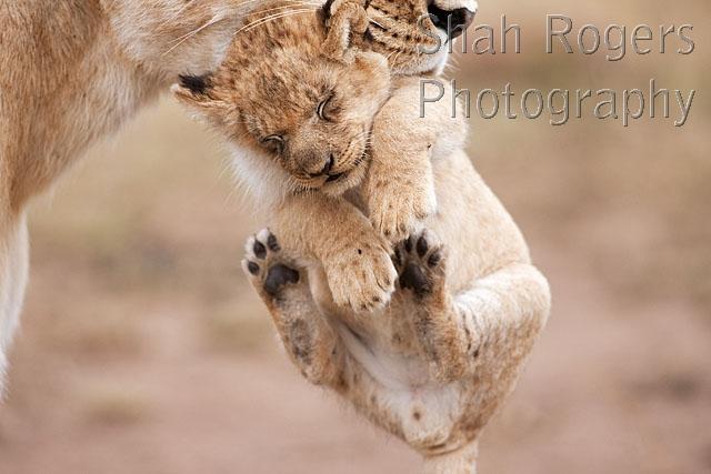 Lioness carrying her cub aged 2_3 months (Panthera leo). Maasai Mara ...