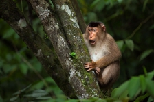 SOUTHERN OR SUNDA PIG-TAILED MACAQUE