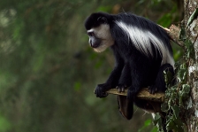 AFRICAN PRIMATES - COLOBUS