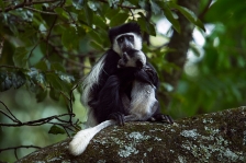 BLACK-AND-WHITE COLOBUS GUEREZA
