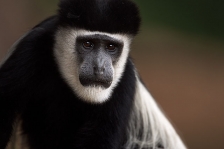 AFRICAN PRIMATES - COLOBUS