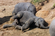 NEW MAASAI MARA