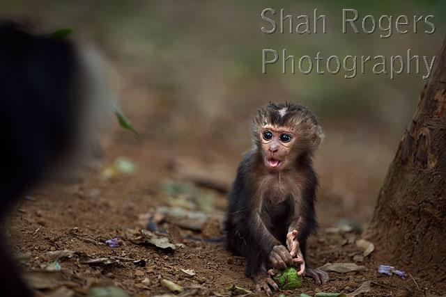 Lion tailed Macaque Baby Aged 1 Month Frightened By An Approaching 