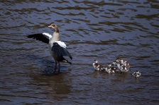 LARGE AFRICAN BIRDS