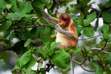 ASIAN PRIMATES - PROBOSCIS