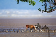 ASIAN PRIMATES - PROBOSCIS