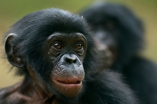 BONOBO