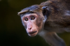 TOQUE MACAQUE