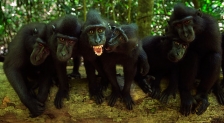 ASIAN PRIMATES - MACAQUES