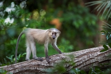 AFRICAN PRIMATES - MANGABEYS