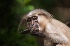 AFRICAN PRIMATES - MANGABEYS