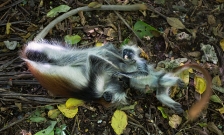AFRICAN PRIMATES - COLOBUS