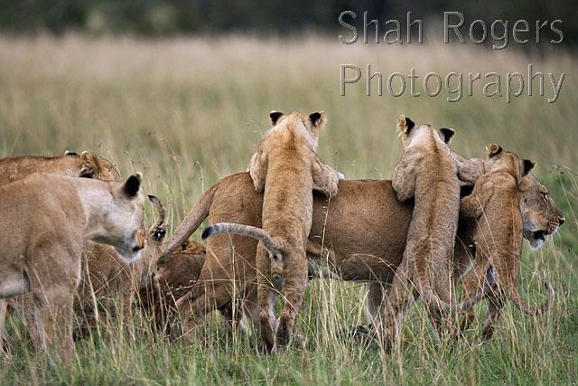 Lioness with playful cubs aged 12_18 months (Panthera leo). Maasai Mara ...