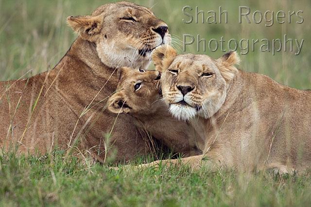 Lionesses with playful cubs aged 12_18 months (Panthera leo). Maasai ...