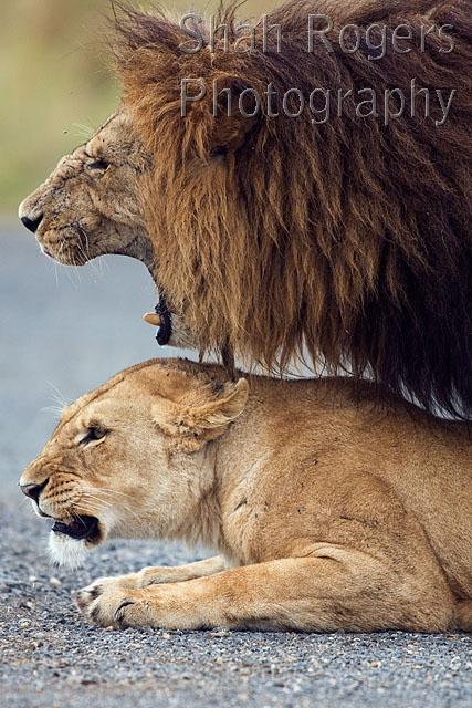 Lions mating (Panthera leo). Maasai Mara National Reserve, Kenya. Aug 2008.