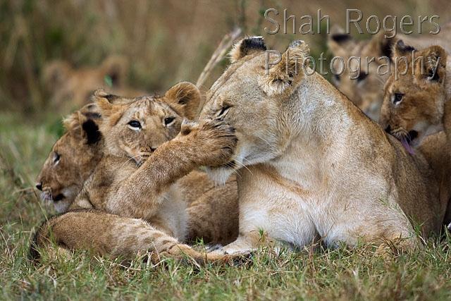 Lioness and playful cubs aged 12_18 months (Panthera leo). Maasai Mara ...