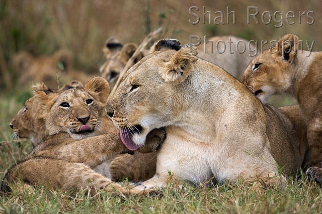 Lioness and playful cubs aged 12_18 months (Panthera leo). Maasai Mara ...