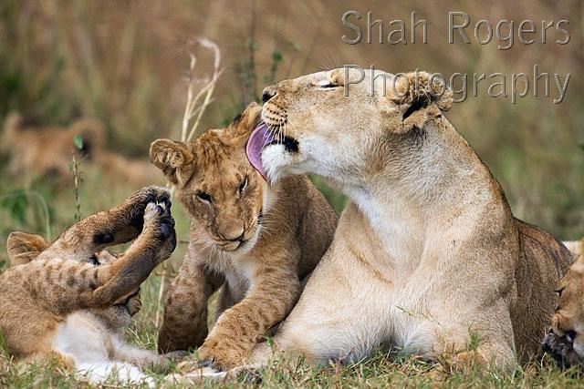 Lioness and playful cubs aged 12_18 months (Panthera leo). Maasai Mara ...