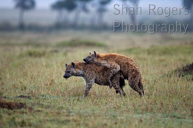 spotted-hyenas-mating-crocuta-crocuta-maasai-mara-national-reserve